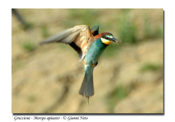 Gruccione - Merops Apiaster