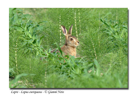 lepre comune - Lepus europaeus