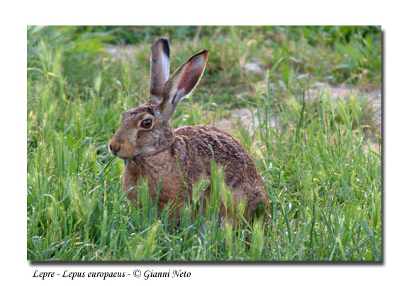 lepre comune - Lepus europaeus