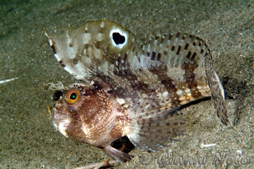 Blennius ocellaris (Linnaeus, 1758)