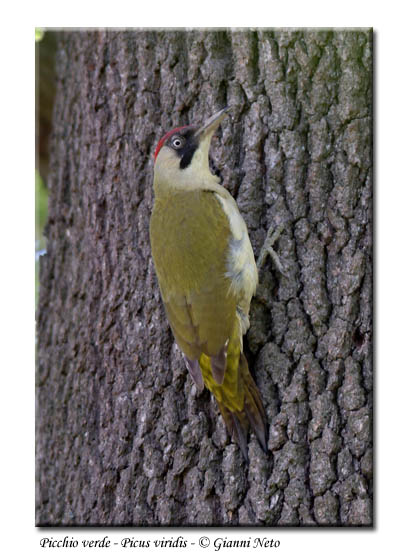 Picchio verde - Picus viridis