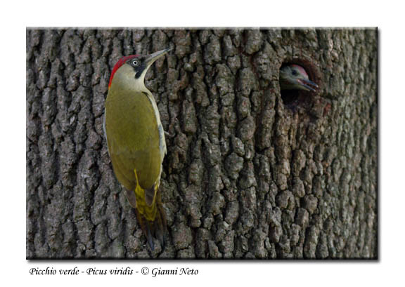 Picchio verde - Picus viridis