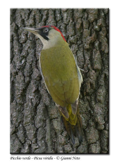 Picchio verde - Picus viridis