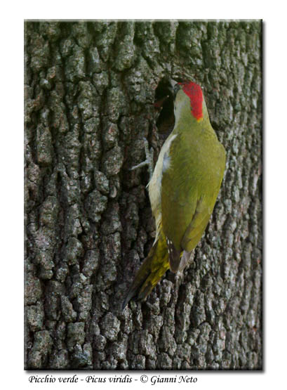 Picchio verde - Picus viridis