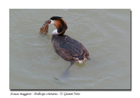 Svasso maggiore - Podiceps cristatus