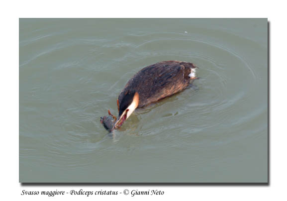 Svasso maggiore - Podiceps cristatus