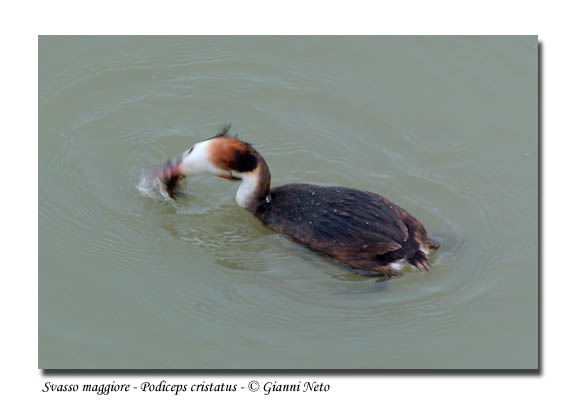 Svasso maggiore - Podiceps cristatus