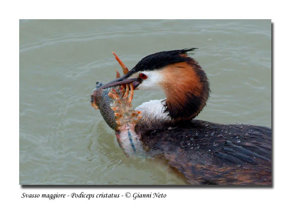 Svasso maggiore - Podiceps cristatus