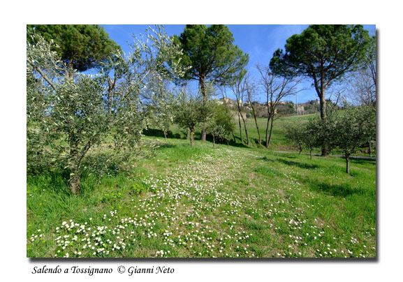 Immagini di Tossignano