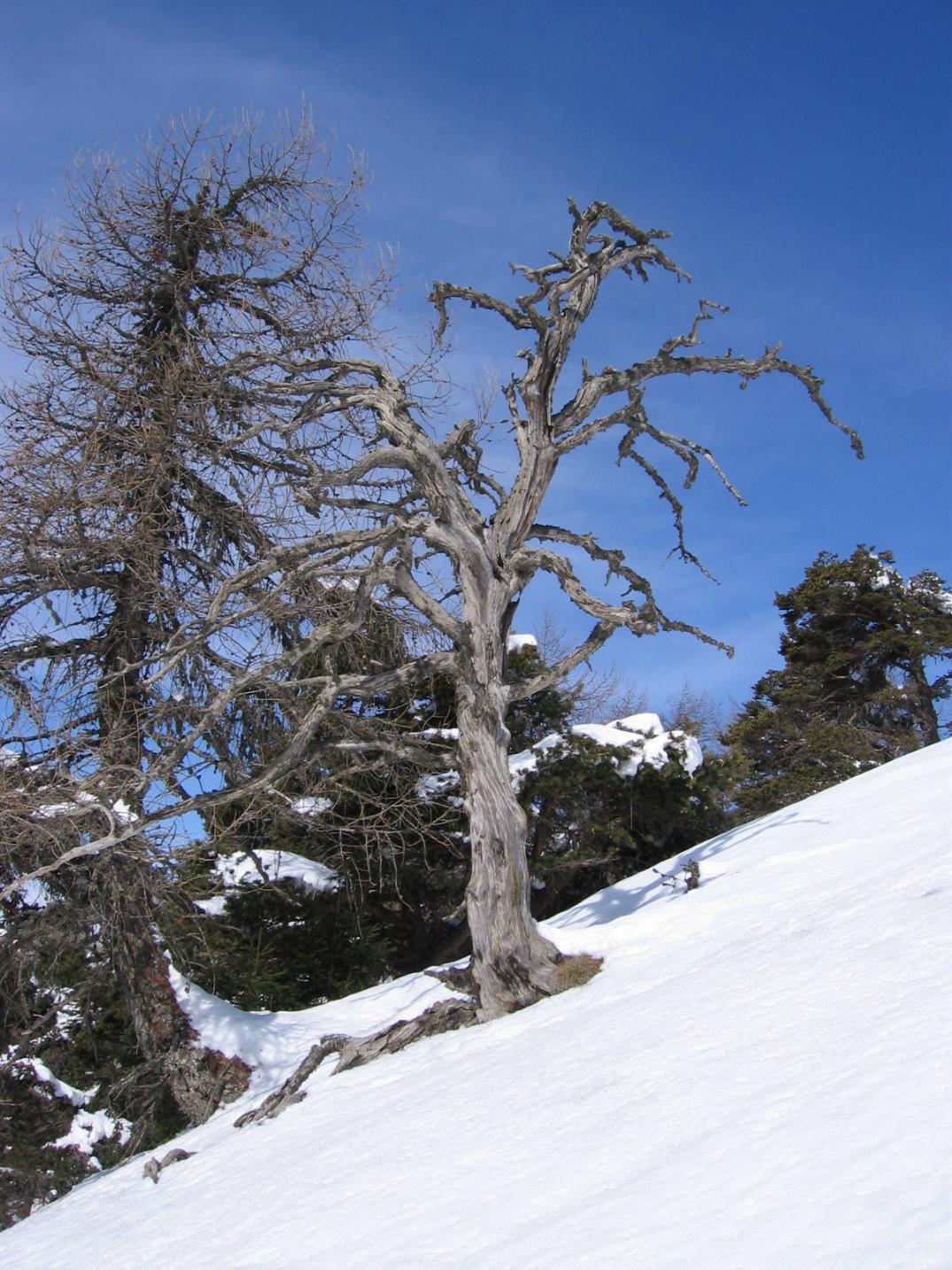 monte Roen (2116 m), domenica scorsa