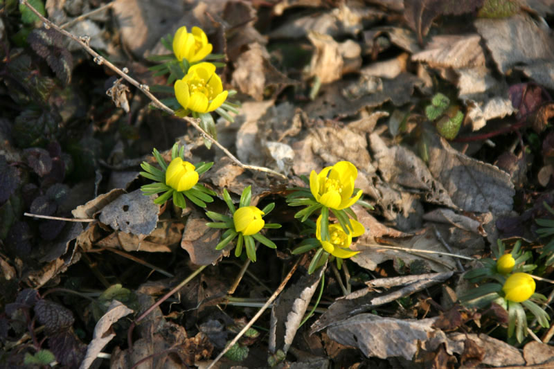 Eranthis hyemalis / Pie'' di gallo