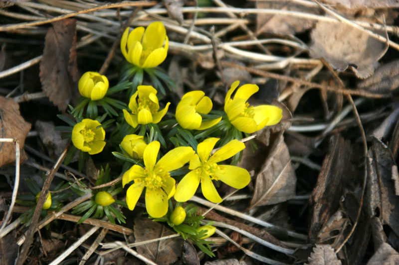 Eranthis hyemalis / Pie'' di gallo