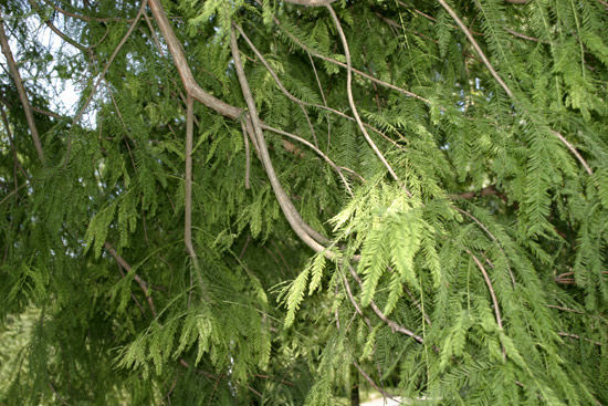 quali conifere? Taxodium distichum