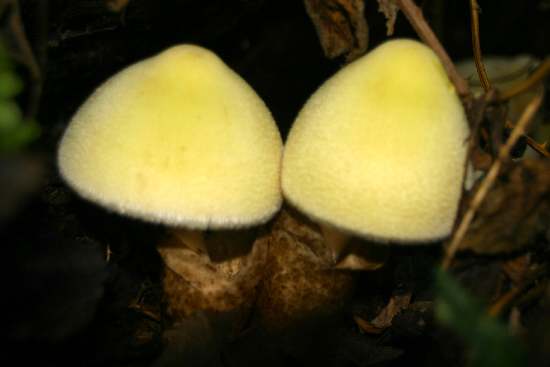 Volvariella bombycina var.flaviceps