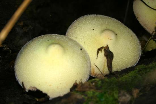 Volvariella bombycina var.flaviceps