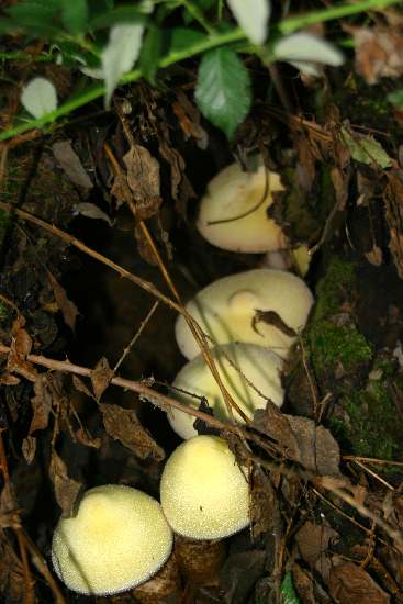 Volvariella bombycina var.flaviceps