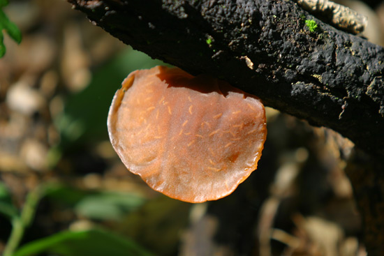 Auricularia auricola-judae