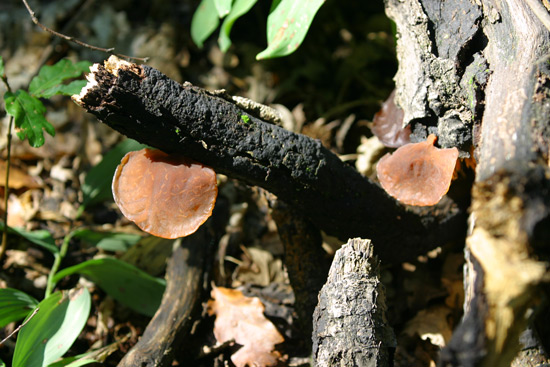 Auricularia auricola-judae