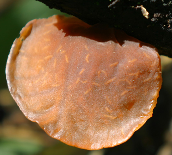 Auricularia auricola-judae