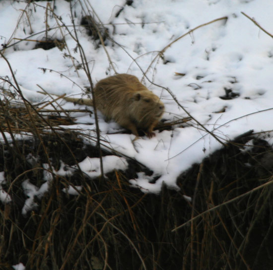 Nutria, Myocastor coypus - Bentivoglio (BO)