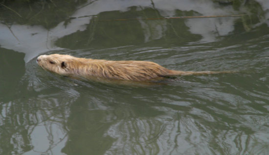 Nutria, Myocastor coypus - Bentivoglio (BO)