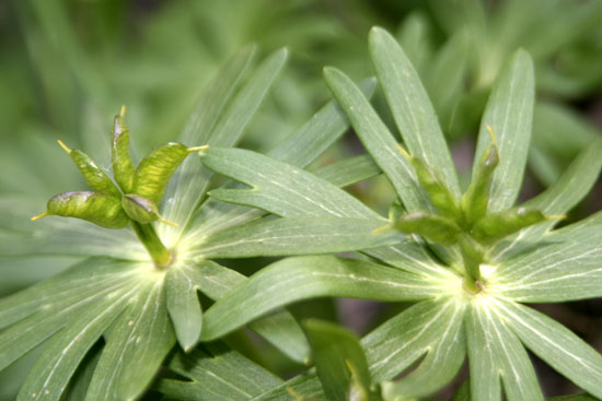 Eranthis hyemalis / Pie'' di gallo