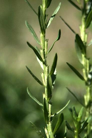 Lythrum hyssopifolia / Salcerella con foglie d'' Issopo