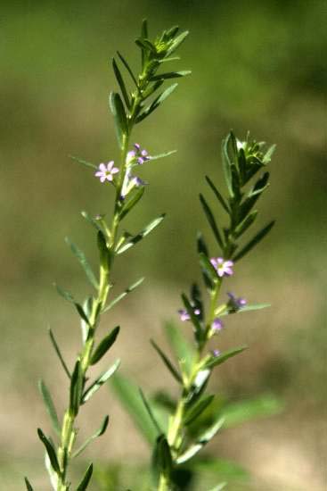 Lythrum hyssopifolia / Salcerella con foglie d'' Issopo