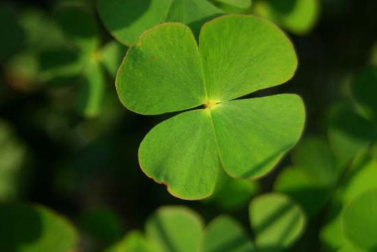 Marsilea quadrifolia / Trifoglio acquatico comune