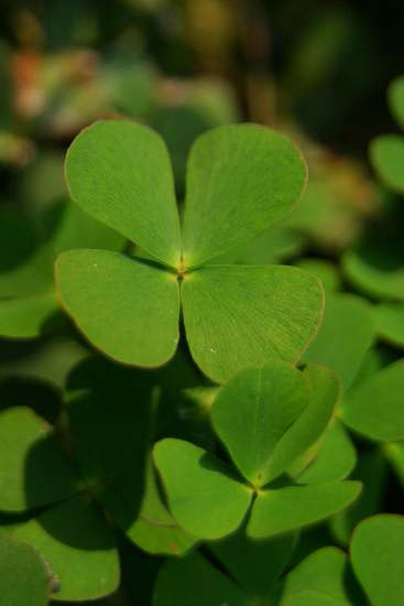 Marsilea quadrifolia / Trifoglio acquatico comune