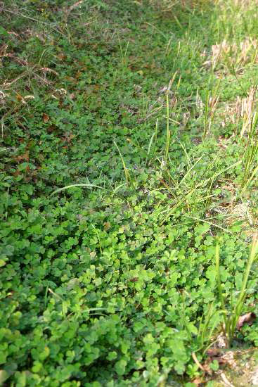 Marsilea quadrifolia / Trifoglio acquatico comune