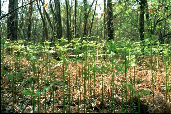 Pteridium aquilinum / Felce aquilina