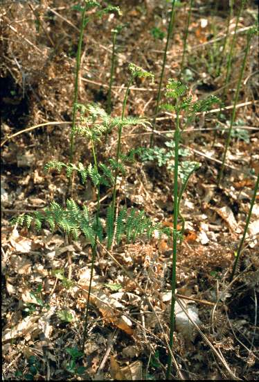 Pteridium aquilinum / Felce aquilina