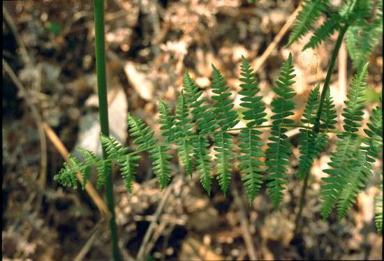 Pteridium aquilinum / Felce aquilina