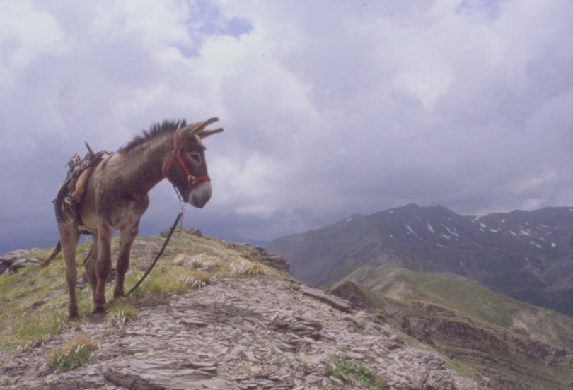 Dopo gatti e cani parliamo del Cavallo?