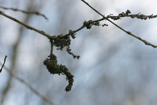 Galle su Salix alba