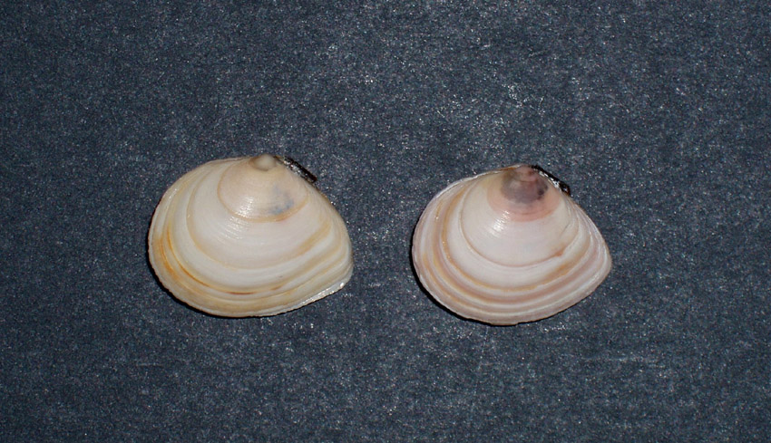 Famiglia Tellinidae