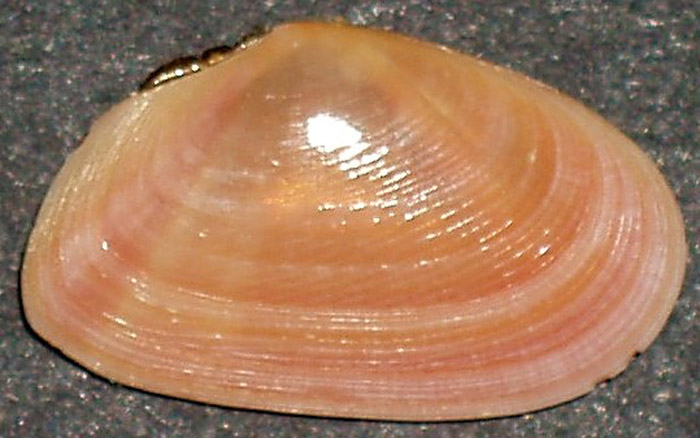 Famiglia Tellinidae