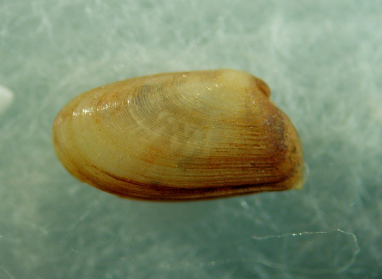 Famiglia Tellinidae