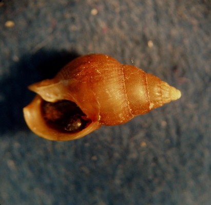 Nassariidae nel Mediterraneo