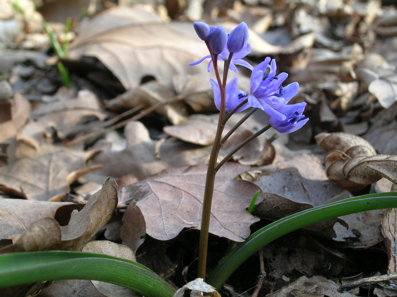 Scilla bifolia / Scilla silvestre