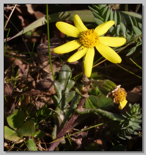 Agli ordini del capo - missione Senecio... leucanthemifolius