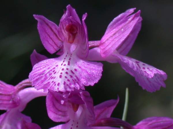 Orchidee da La Maddalena