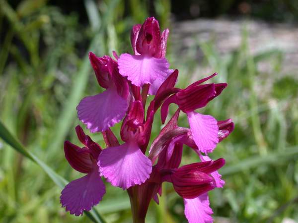 Orchidee da La Maddalena