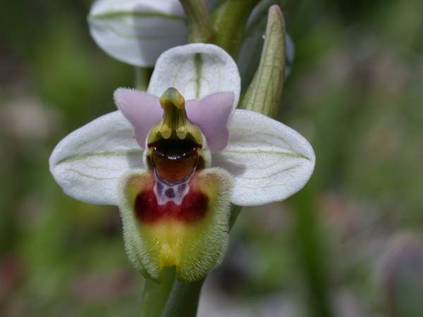 Orchidee da La Maddalena