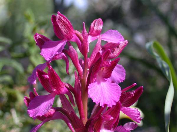 Orchidee da La Maddalena