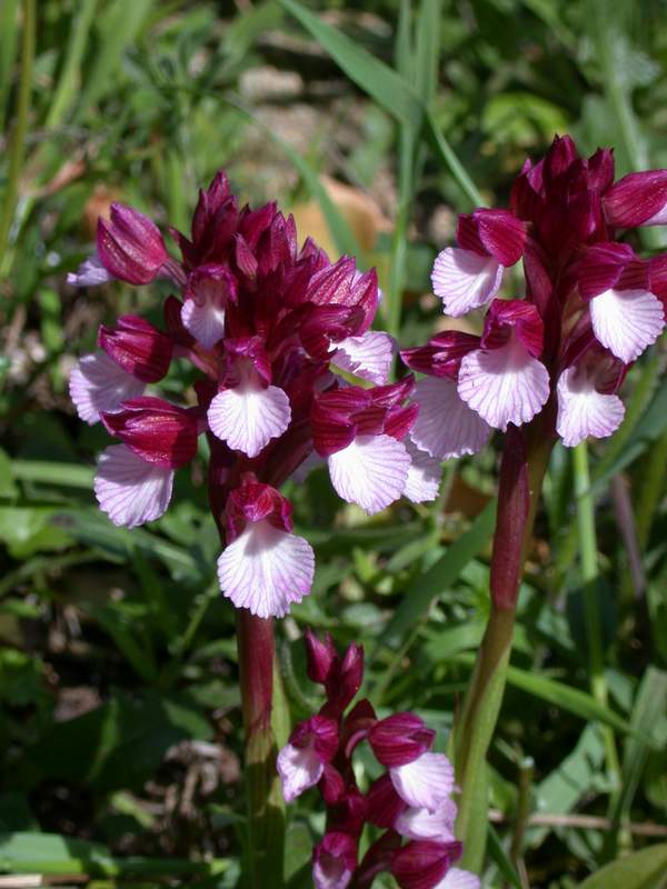 Orchidee da La Maddalena