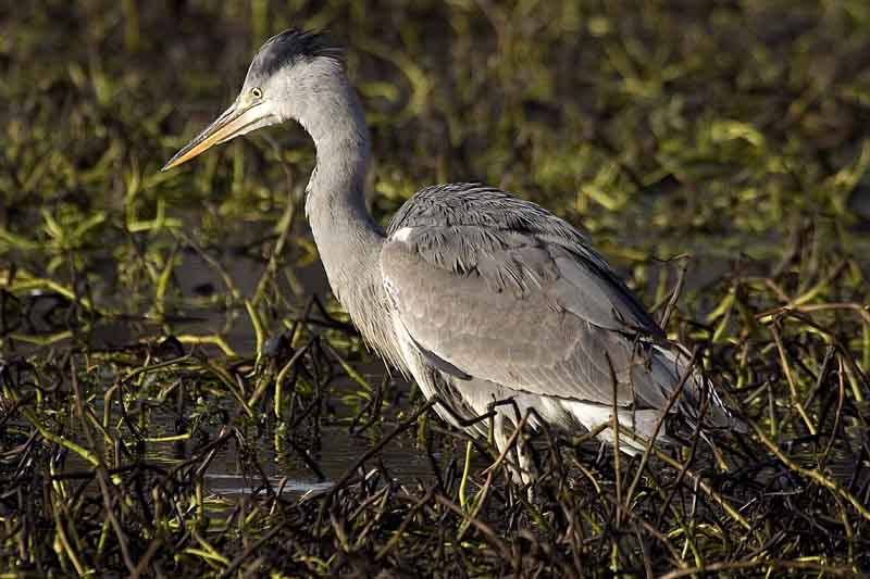 Airone cenerino - Ardea cinerea