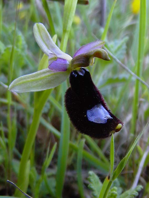 ibrido Ophrys bertolonii x Op. bertoloniiformis