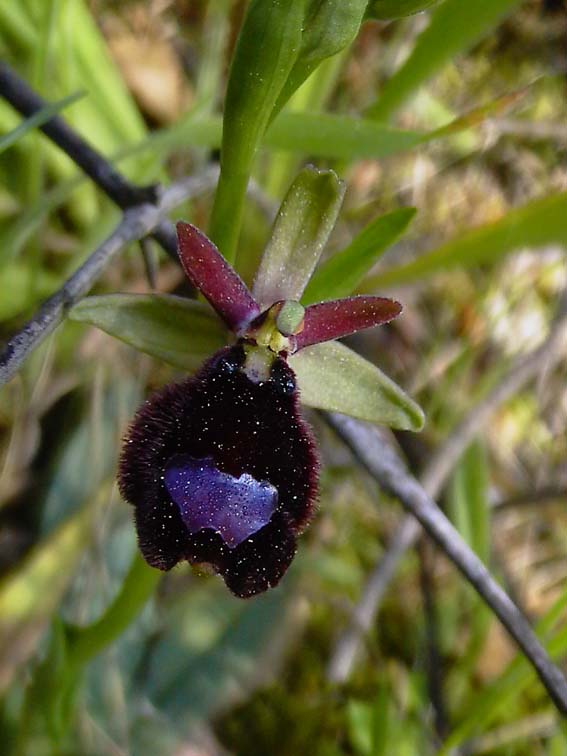 ibrido Ophrys bertolonii x Op. bertoloniiformis